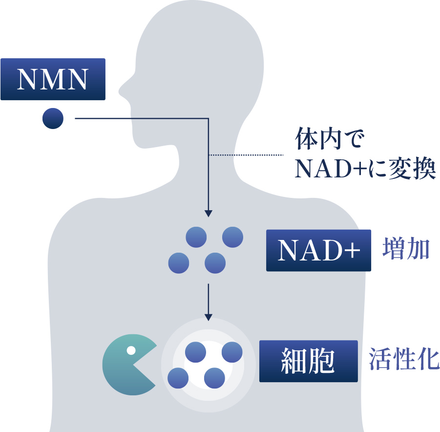 NMNが体内でNAD+に変換され、細胞の活性化を促す仕組みを示す図
